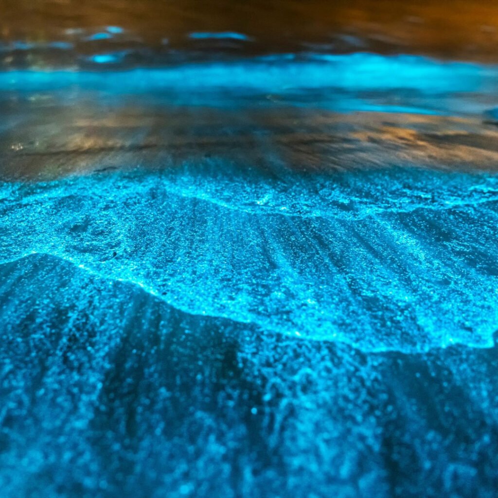 Bioluminescent Algae ocean images